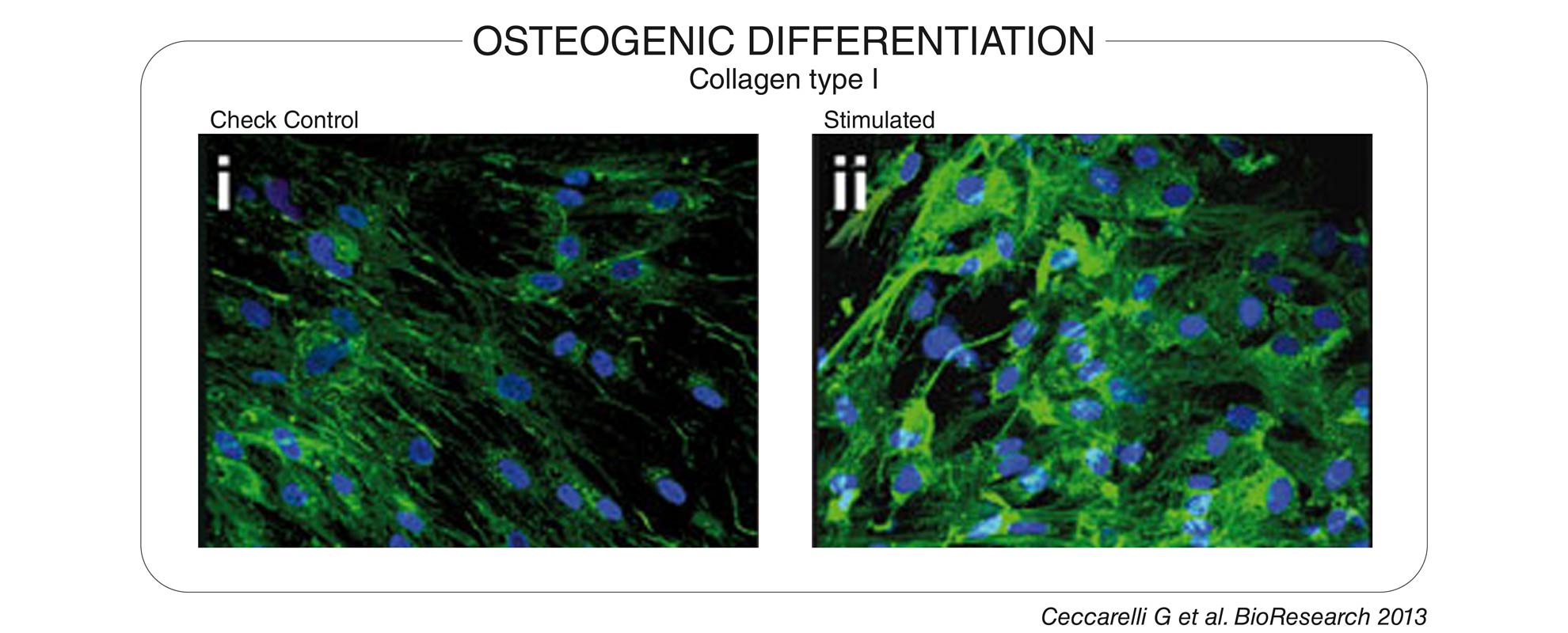 Osteogenic differentiation